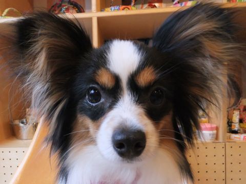 パピヨントリミング文京区フントヒュッテパピヨンシャンプーカット東京hundehutte犬ハーブパックトリミングナノオゾンペットシャワーデンタルケア犬歯磨き2