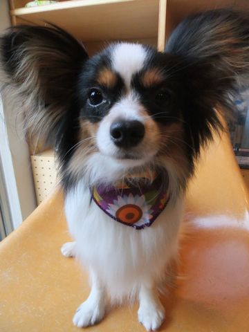 パピヨントリミング文京区フントヒュッテパピヨンシャンプーカット東京hundehutte犬ハーブパックトリミングナノオゾンペットシャワーデンタルケア犬歯磨き3