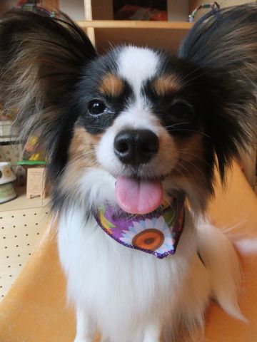 パピヨントリミング文京区フントヒュッテパピヨンシャンプーカット東京hundehutte犬ハーブパックトリミングナノオゾンペットシャワーデンタルケア犬歯磨き4
