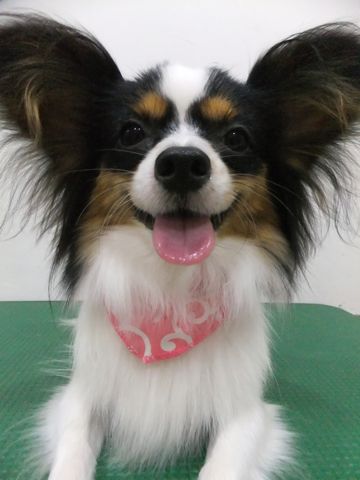 パピヨントリミング文京区フントヒュッテパピヨンシャンプーカット東京hundehutte犬ハーブパックトリミングナノオゾンペットシャワーデンタルケア犬歯磨き5