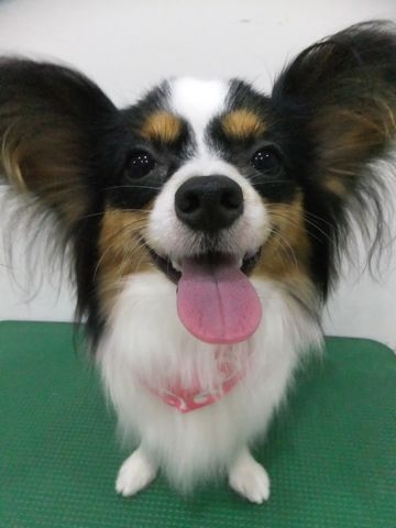 パピヨントリミング文京区フントヒュッテパピヨンシャンプーカット東京hundehutte犬ハーブパックトリミングナノオゾンペットシャワーデンタルケア犬歯磨き6