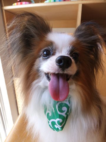 パピヨントリミング文京区フントヒュッテパピヨンシャンプー東京hundehutte犬ハーブパックトリミングナノオゾンペットシャワー使用店デンタルケア犬歯磨き2