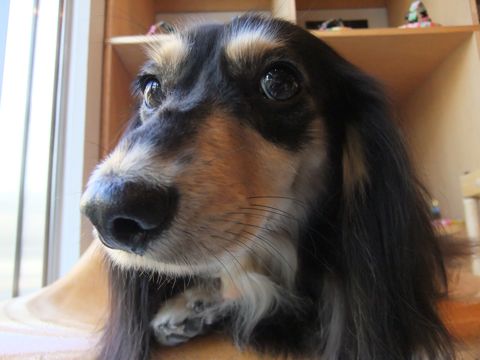 ダックスフンドトリミング文京区フントヒュッテ東京ナノオゾンペットシャワー使用店ハーブパック犬歯磨き犬デンタルケアhundehutteダックスシャンプー部分カット2