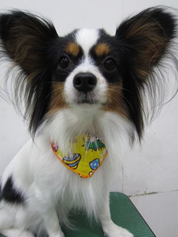 パピヨントリミング文京区フントヒュッテナノオゾンペットシャワー使用店東京hundehutteパピヨンシャンプーハーブパックデンタルケア犬歯磨き歯垢歯石除去1