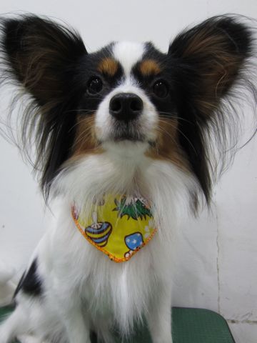 パピヨントリミング文京区フントヒュッテナノオゾンペットシャワー使用店東京hundehutteパピヨンシャンプーハーブパックデンタルケア犬歯磨き歯垢歯石除去2