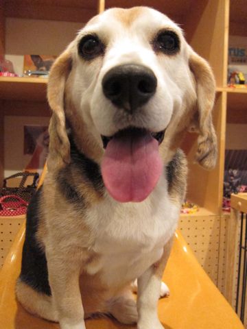 ビーグルトリミング文京区フントヒュッテナノオゾンペットシャワー使用店東京hundehutteビーグルシャンプーハーブパックデンタルケア犬歯磨き歯垢歯石除去1