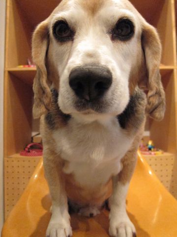 ビーグルトリミング文京区フントヒュッテナノオゾンペットシャワー使用店東京hundehutteビーグルシャンプーハーブパックデンタルケア犬歯磨き歯垢歯石除去5