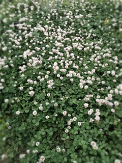 iPhoneImage.png