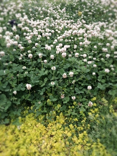 iPhoneImage.png