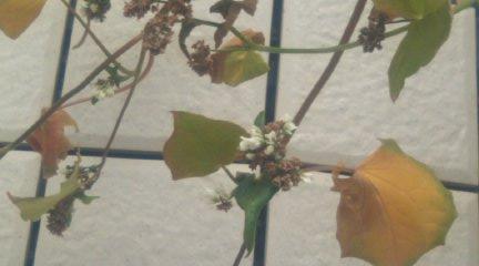そばの花2
