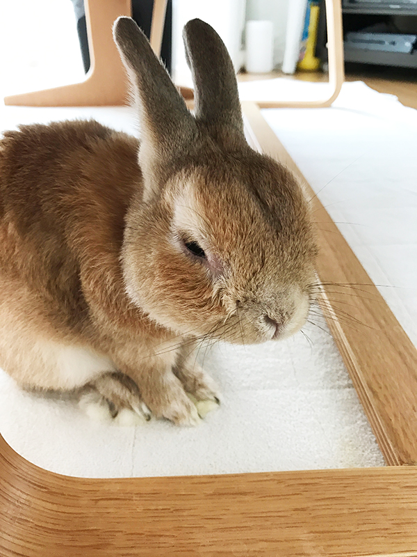 ポポ お腹にガスがたまりました 子うさぎポポの成長日記