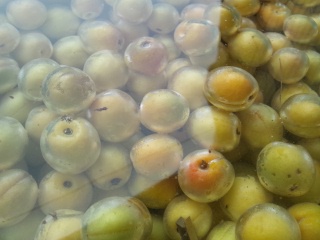 ume