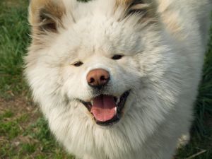 わさお