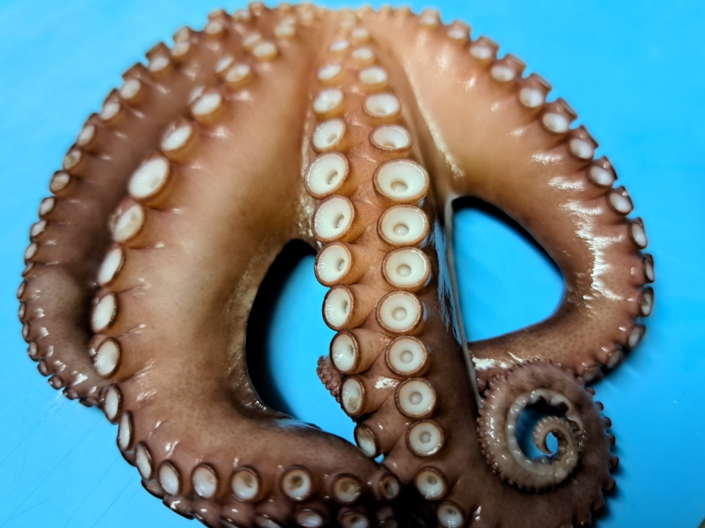 タコのオスとメスの違い | 海 酔
