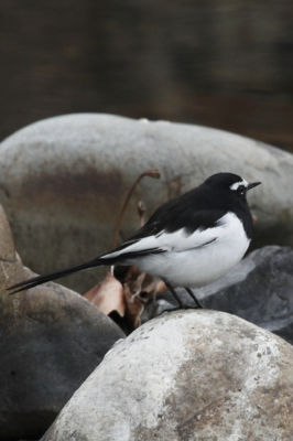 野鳥3