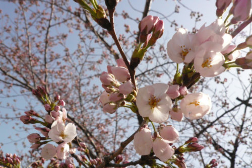 ソメイヨシノ桜