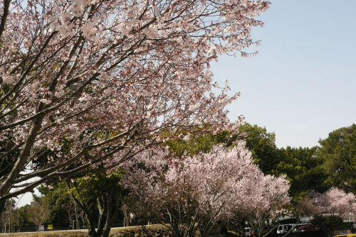 早咲き桜