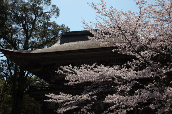 三井寺(仁王門)