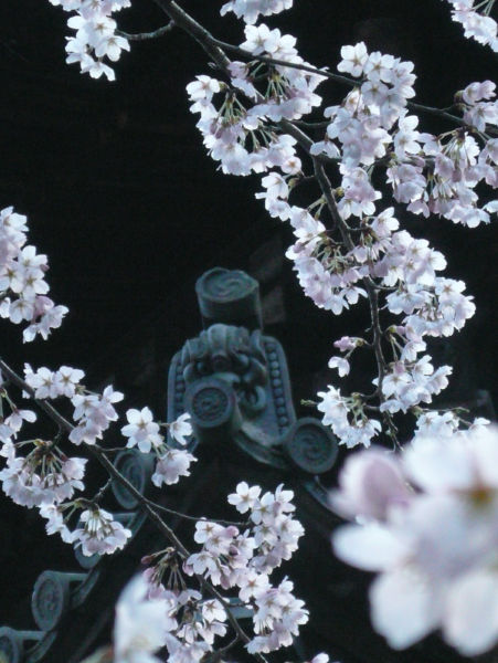 三重塔の瓦とさくら