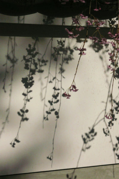 枝垂桜と影