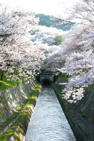 琵琶湖疏水のさくら