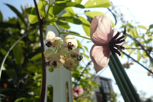 アケビの花