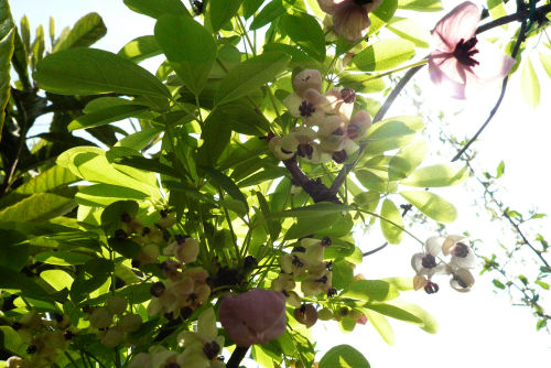アケビの花2