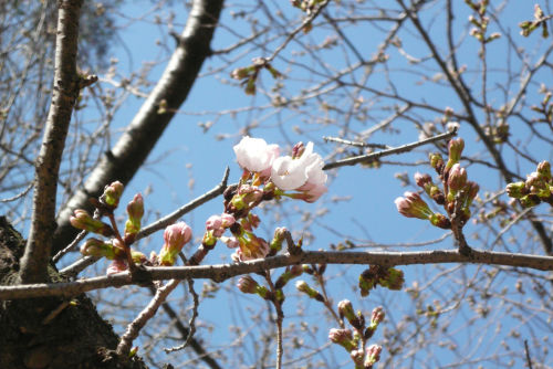 桜
