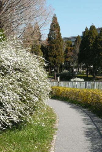 ユキヤナギ