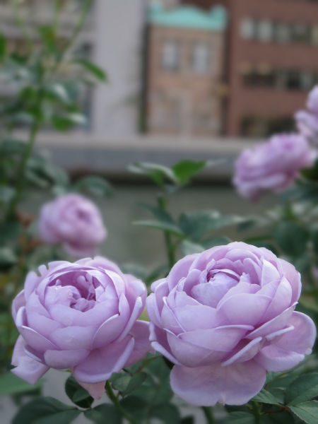 バラ(薄紫)