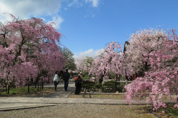 上品蓮台寺