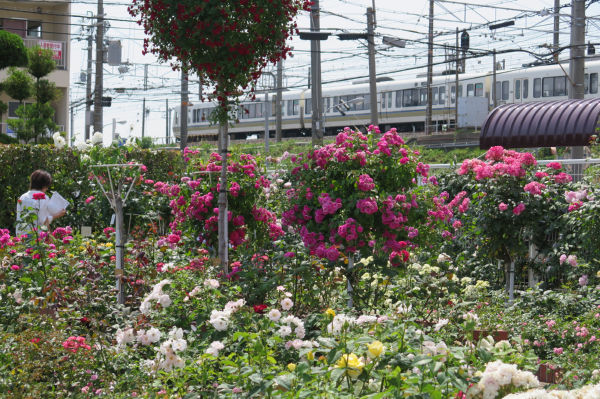 オッペンバラ園と電車