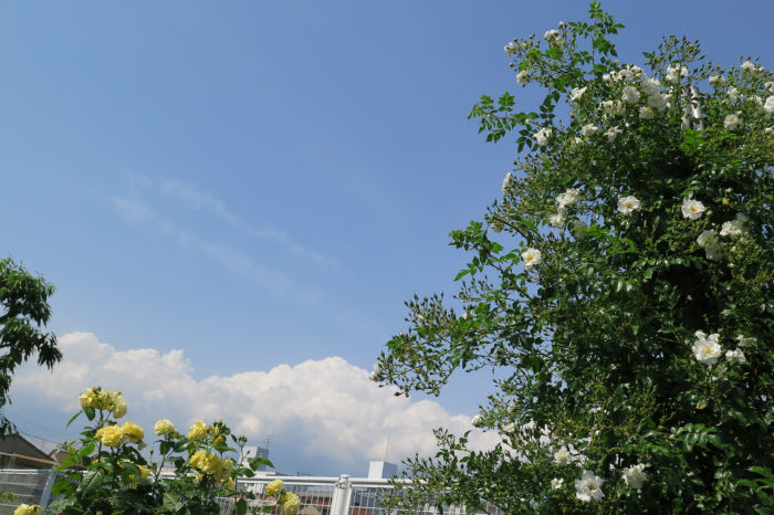 バラと青空