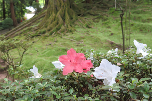 苔とつつじ