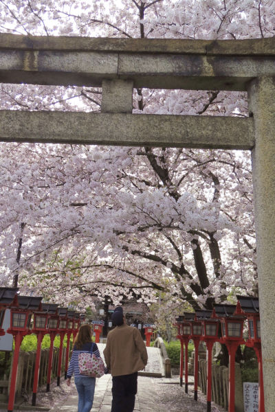 参道とさくら