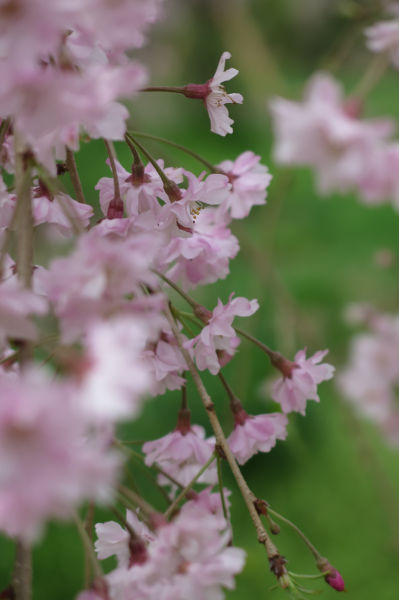 紅枝垂れ桜