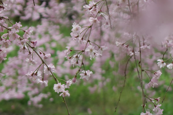 紅枝垂れ桜2