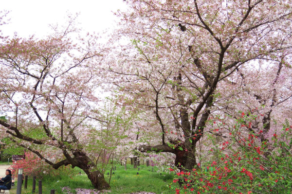 紅枝垂れ桜3