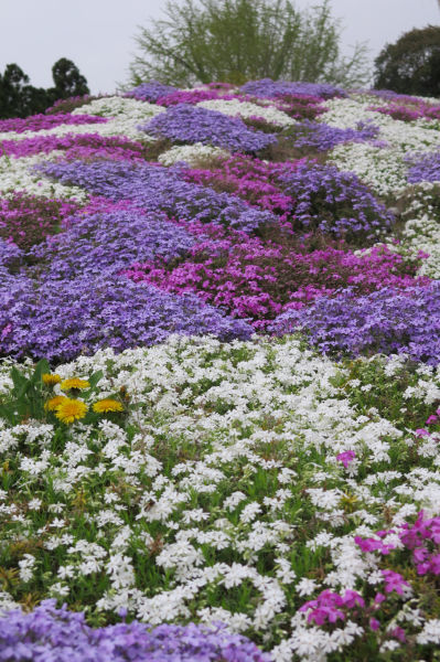 芝桜
