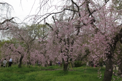 紅枝垂れ桜