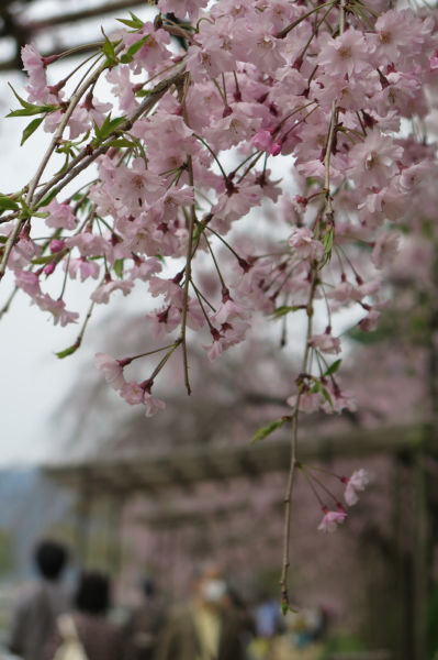 半木の道桜