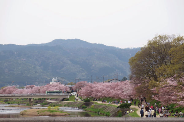 上賀茂神社までのさくら並木