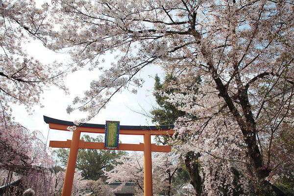 平野神社の鳥居と桜