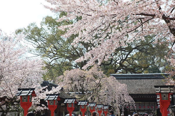 灯ろうと桜