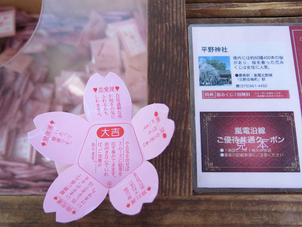 桜おみくじ