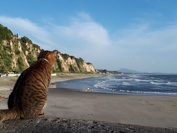 海と猫