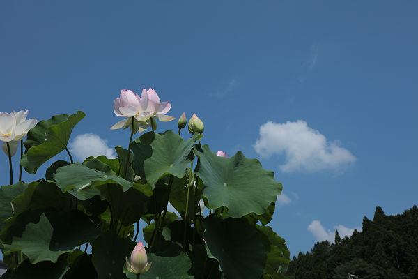 蓮の花