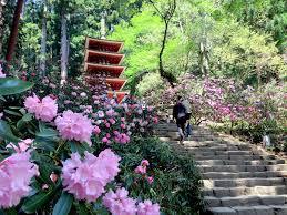 室生寺石楠花