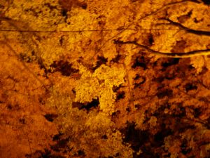 香嵐渓 紅葉 ライトアップ