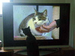 今日のペット百科 桃山日記